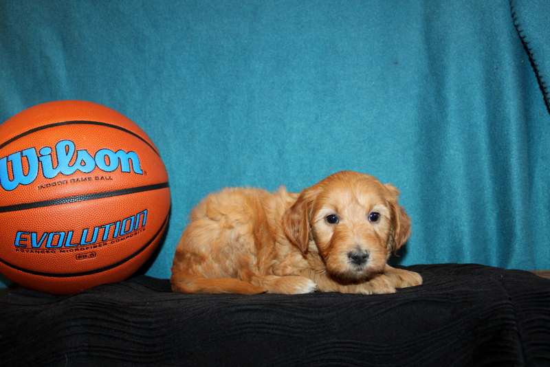 puppy, for, sale, Mini Golden Doodle F1B, Matthew B. Stoltzfus, dog, breeder, Gap, PA, dog-breeder, puppy-for-sale, forsale, nearby, find, puppyfind, locator, puppylocator, aca